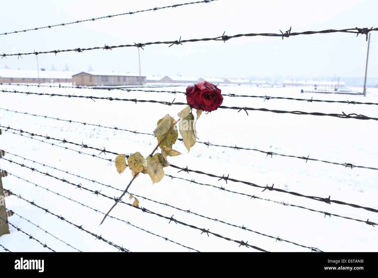 Una rosa rossa sulla recinzione perimetrale del campo di concentramento di Auschwitz-Birkenau, Polonia Foto Stock