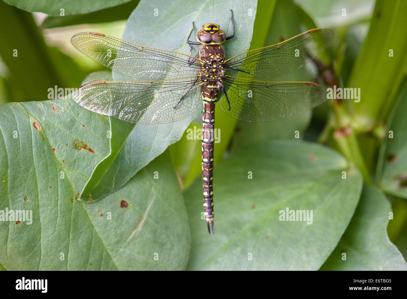 Nero e Giallo Dragonfly su una foglia Foto Stock
