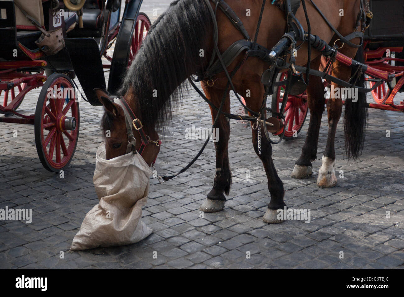 Nosebag feedbag coach cavallo dei foraggi roma italia Foto Stock