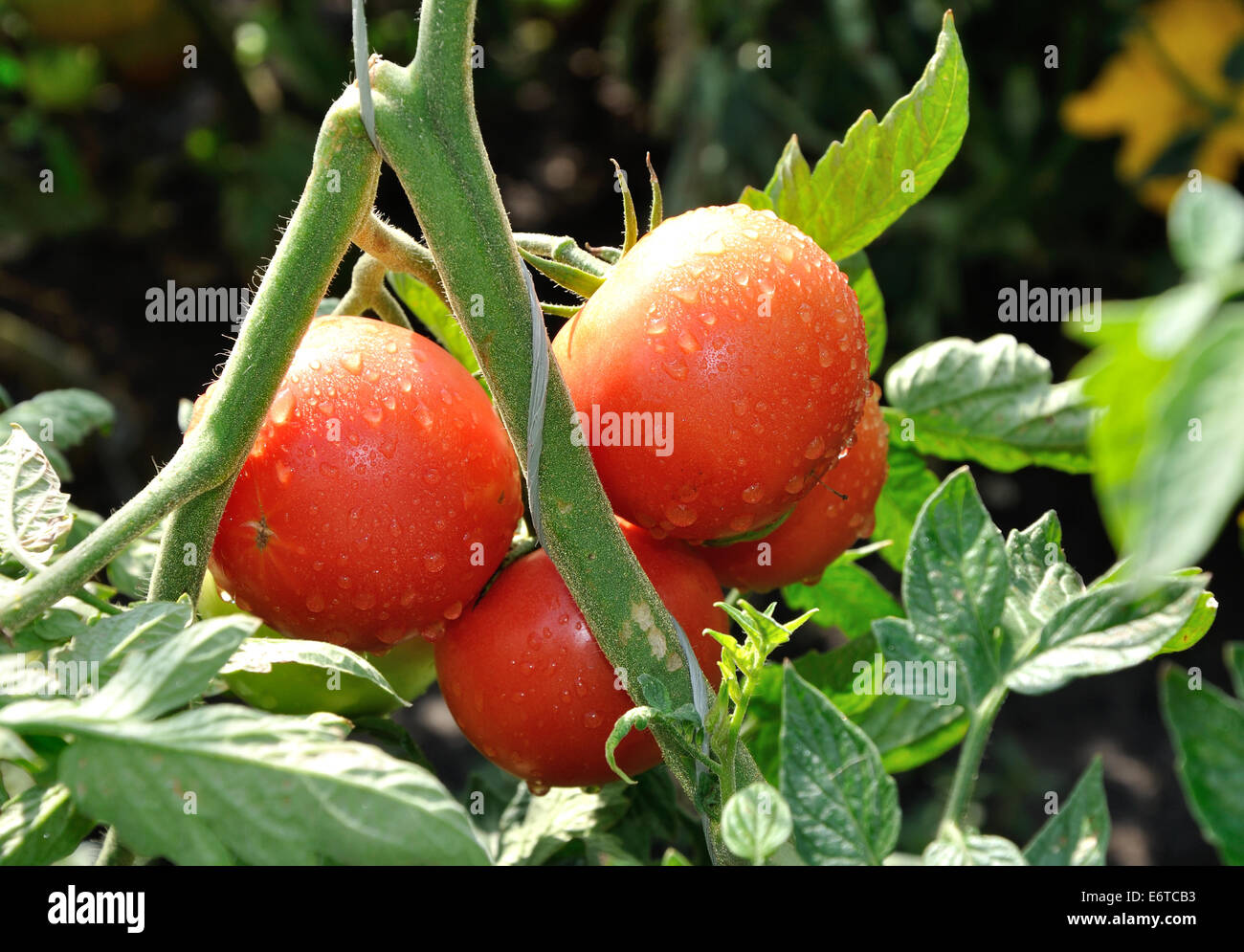 Grappolo di pomodori rossi con gocce d'acqua Foto Stock