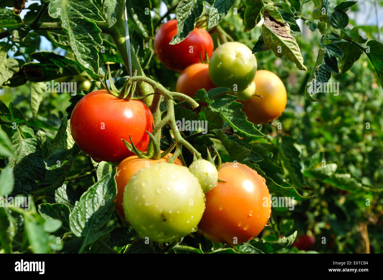 Grappolo di pomodori rossi con gocce d'acqua Foto Stock