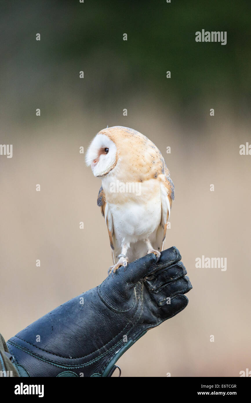 Il barbagianni (Tyto alba) appollaiate su un falconer guanto Foto Stock