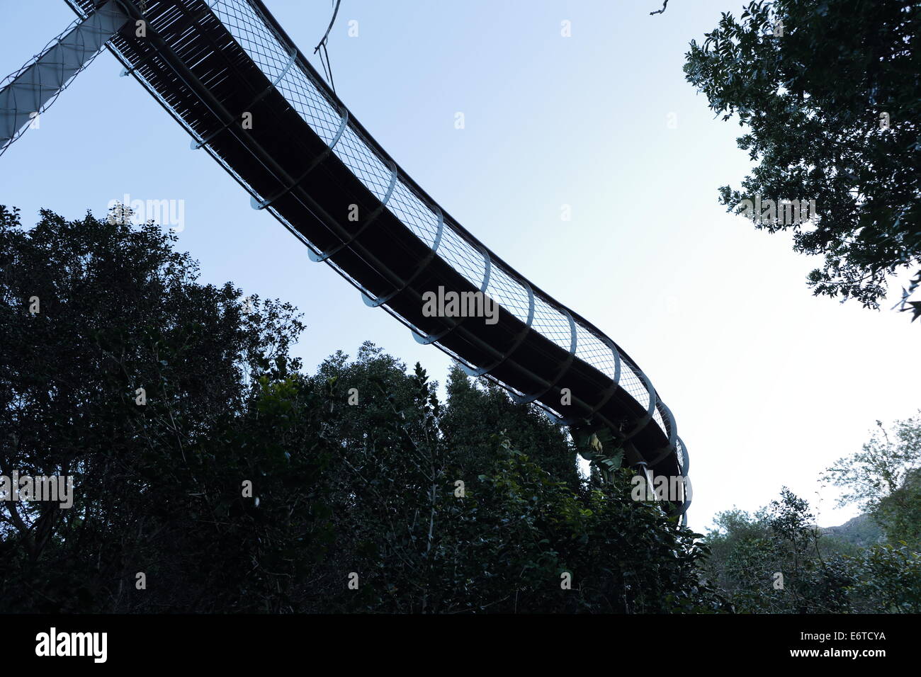 'L'Boomslang' - centenario albero canopy Walkway in Kirstenbosch National Botanical Garden Foto Stock