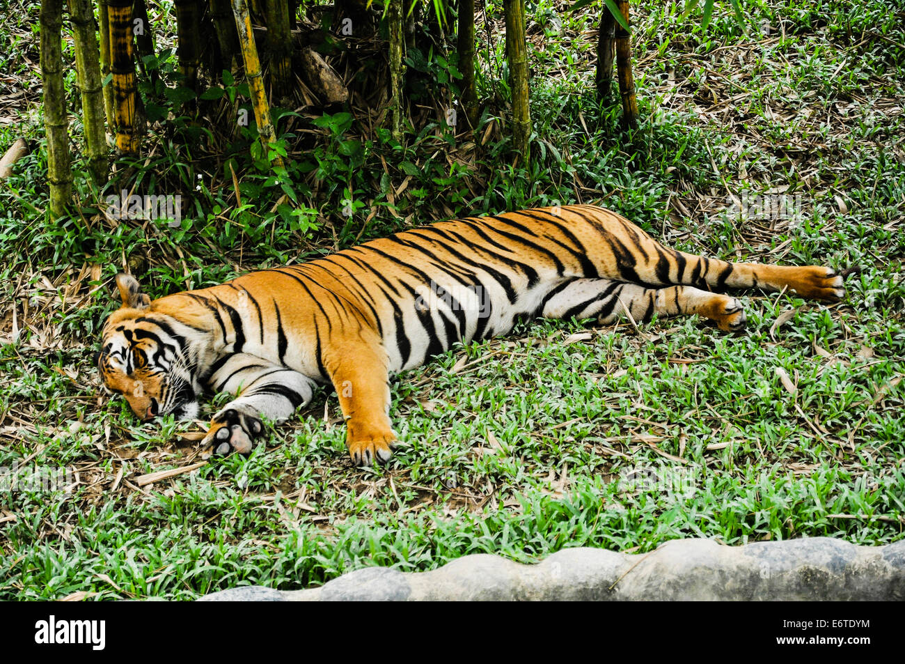 Tigre di ASEAN Foto Stock