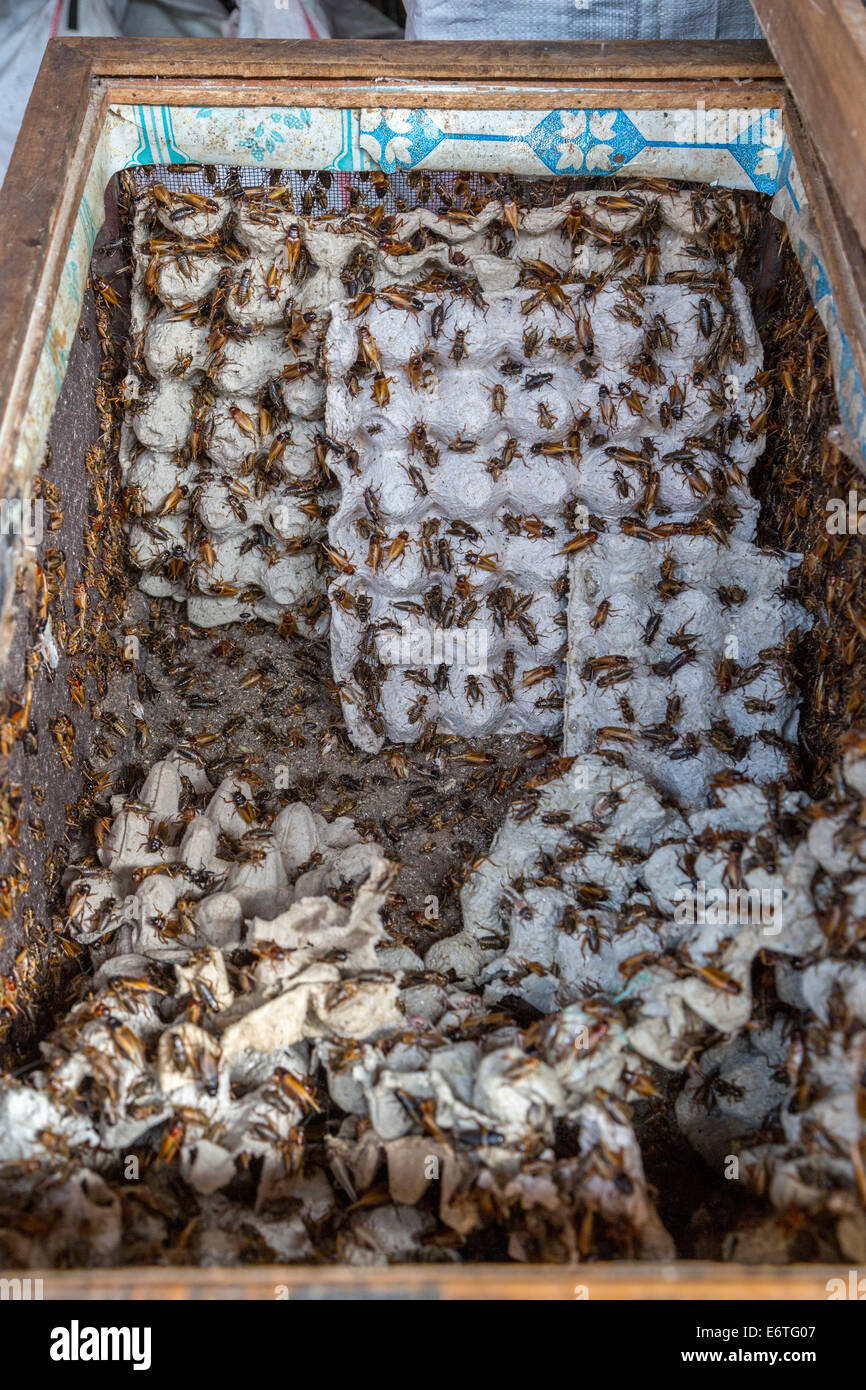 Yogyakarta, Java, Indonesia. Grilli per essere venduti come alimenti per uccelli Bird Market. Foto Stock