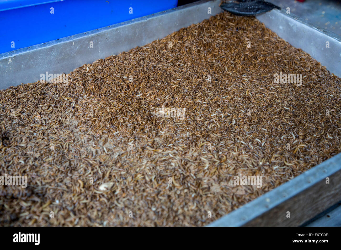 Yogyakarta, Java, Indonesia. Vermi venduti dall'Bagfull come alimenti per uccelli Bird Market. Foto Stock