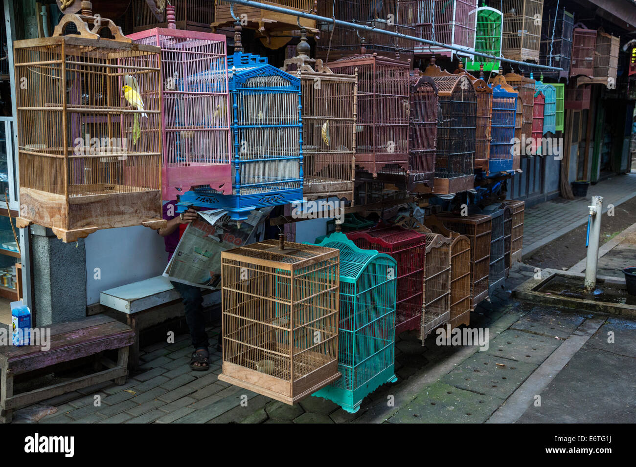 Yogyakarta, Java, Indonesia. Uccelli e gabbie di uccelli in attesa dei loro acquirenti, il Mercato degli Uccelli. Foto Stock