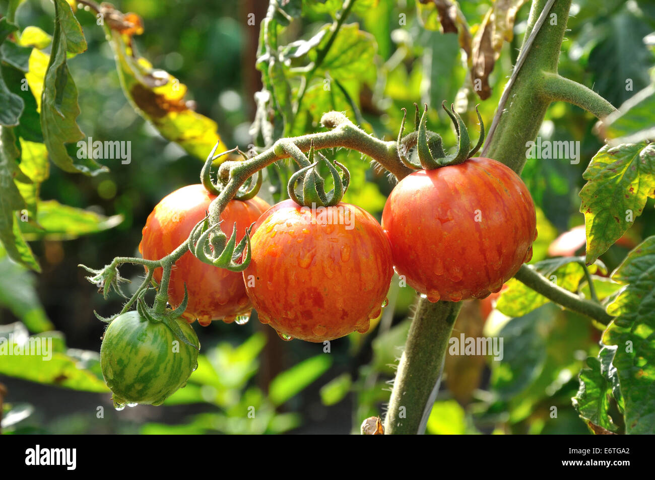 Il ramo di strisce di pomodori con gocce d'acqua Foto Stock