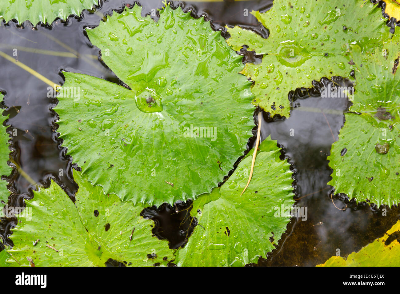 Il loto Foto Stock