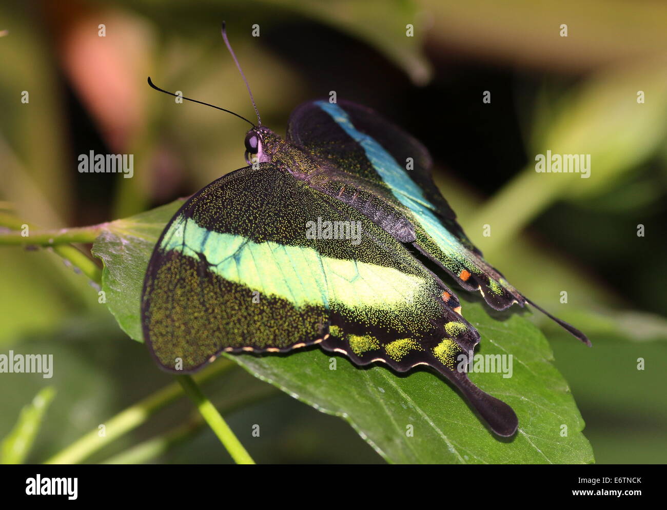 Tropicale Emerald coda forcuta farfalla (Papilio Palinurus) a.k.a. Emerald pavone o verde-nastrare Peacock Foto Stock