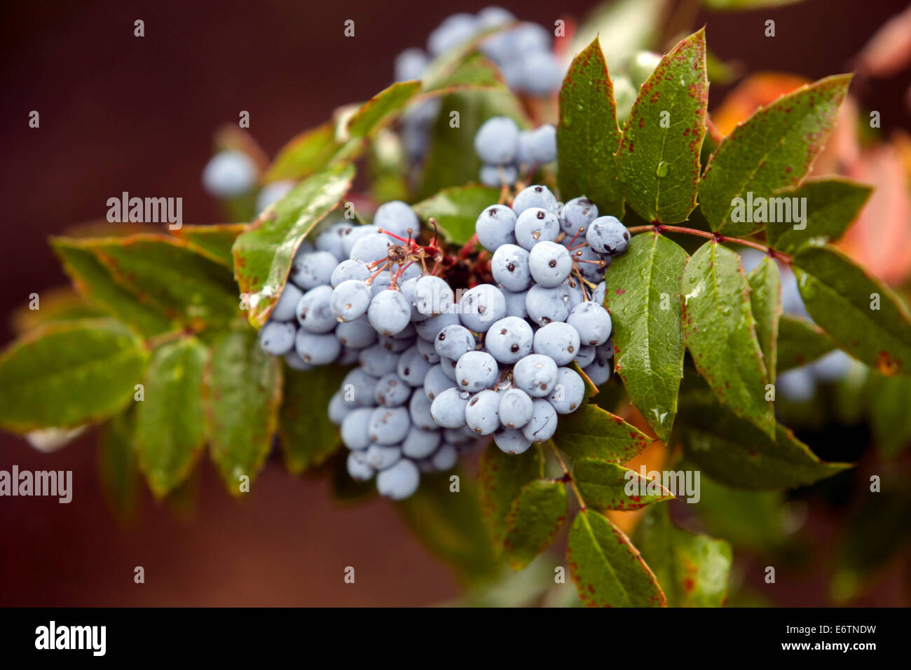 Oregon-mosti di uve o mosti di uve Oregon (Mahonia aquifolium) Foto Stock