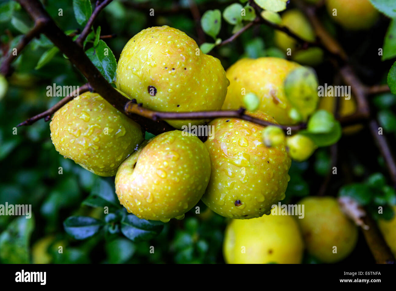 Frutti di mela cotogna giapponesi sul ramo di Chaenomeles japonica Foto Stock