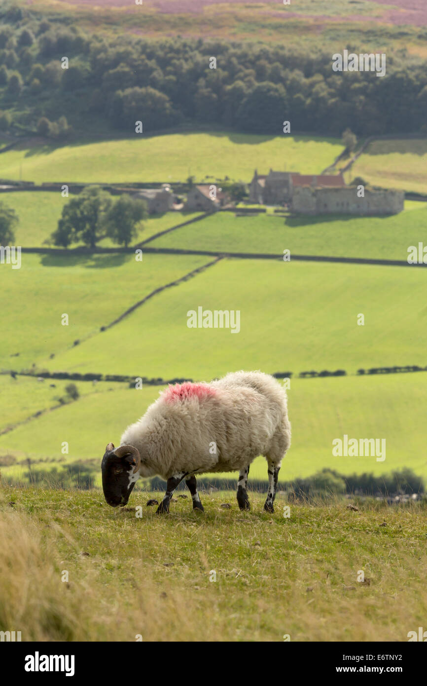 Un pascolo di ovini in corrispondenza di pareti di Oakley vicino Danby con Danby Castello matrimoni in distanza Foto Stock