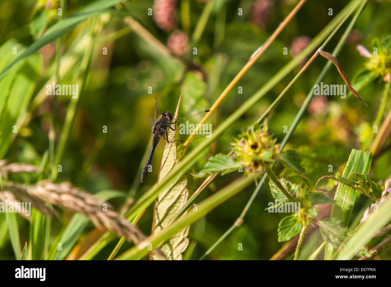 Un maschio nero Darter Dragonfly, Sympetrum danae, crogiolarsi al sole su una foglia Foto Stock