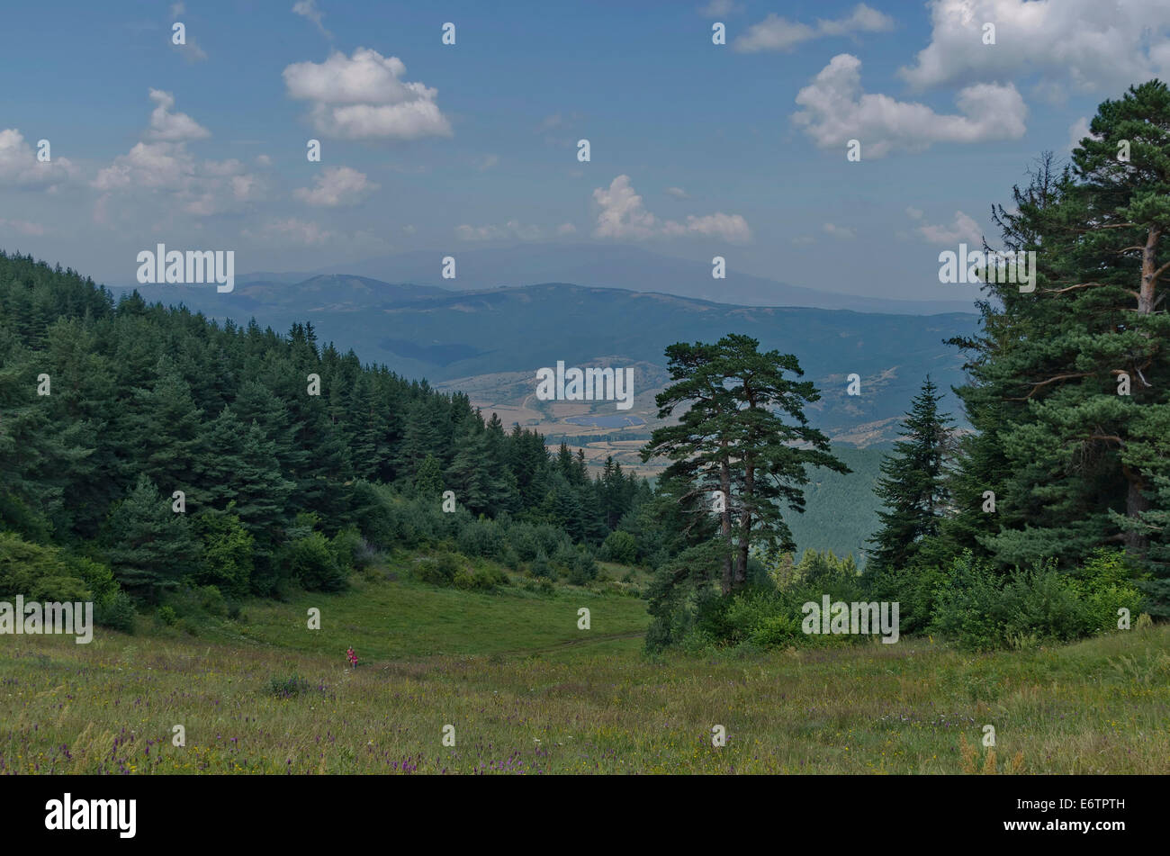 Verde bosco e alte cime di montagna Rila, Bulgaria. Foto Stock