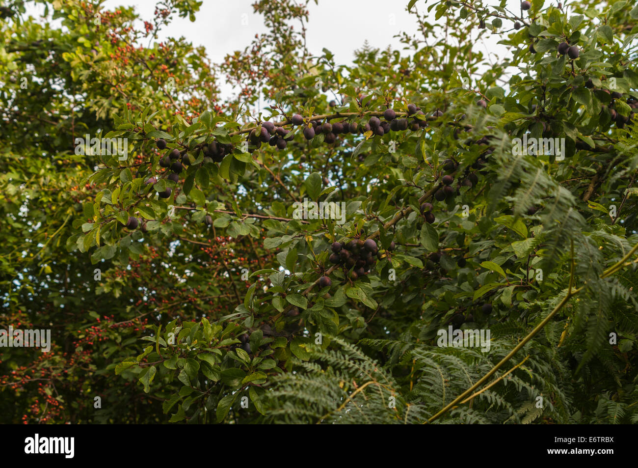 Wild Damsons, Prunus domestica insititia, quasi pronto per la mietitura. Foto Stock