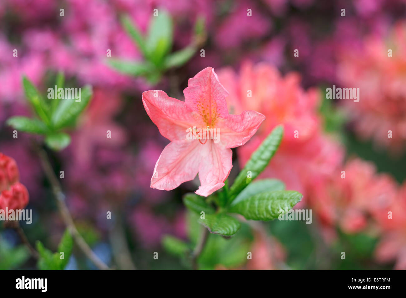 Rosa/arancio fiori di azalea Foto Stock