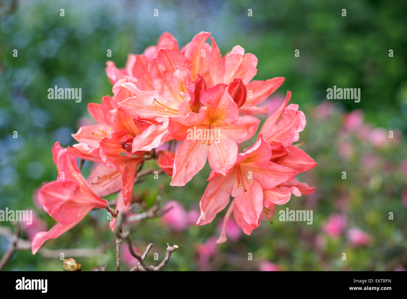 Rosa/arancio fiori di azalea Foto Stock