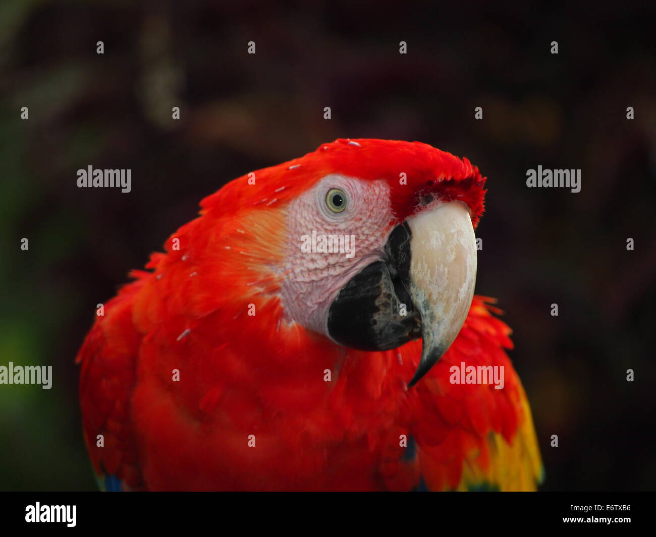 Scarlet Macaw nel Parco Nazionale di Corcovado, Costa Rica Foto Stock