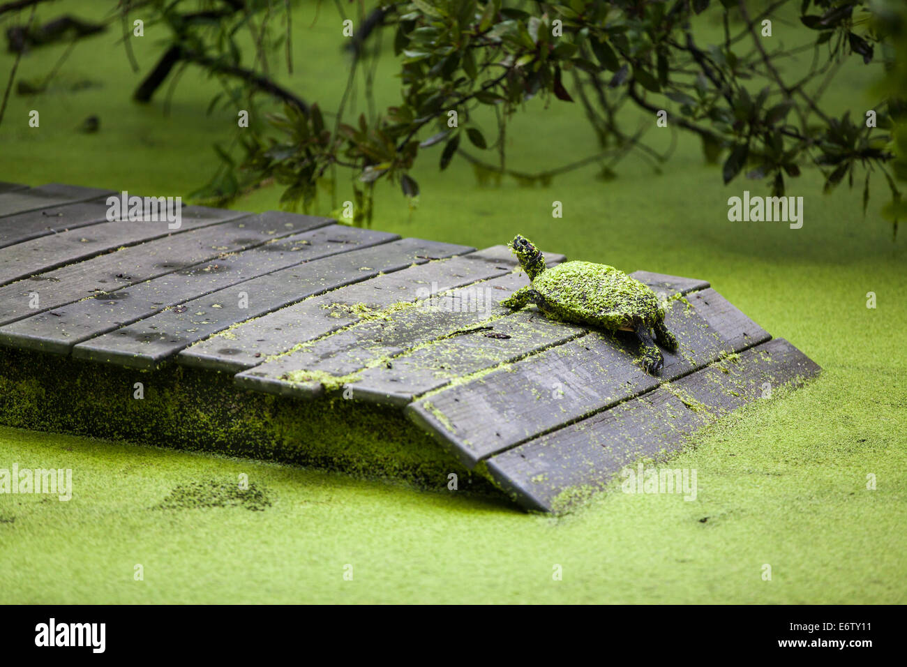 Florida rosso tartarughe panciuto coperto di erbacce di anatra Foto Stock