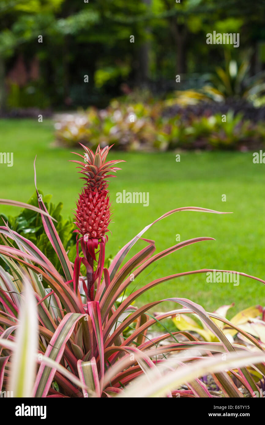 Bromeliad ananas rosso Ananas bracteatus a Napoli Giardino Botanico in Florida Foto Stock