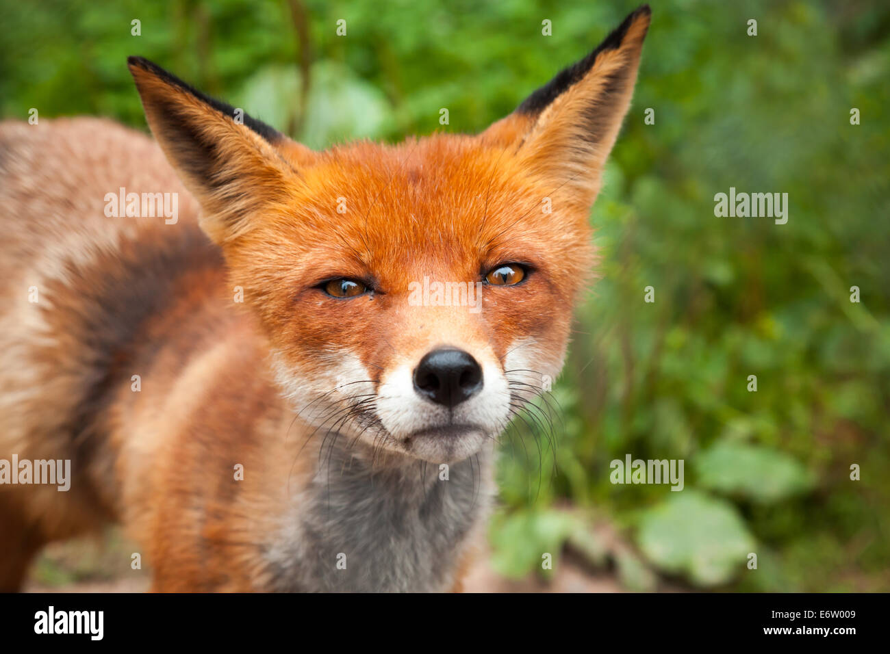 Close-up estate foto di wild red fox Foto Stock