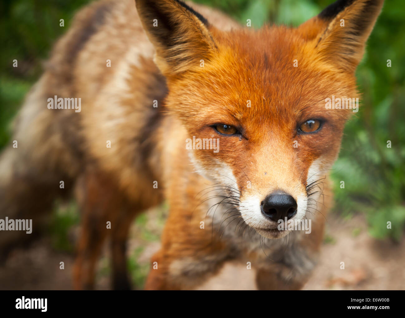 Close up estate foto di wild red fox Foto Stock