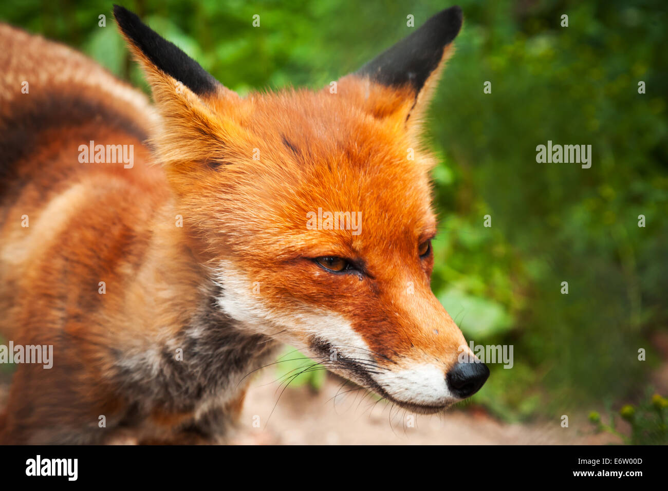 Closeup estate foto di wild red fox Foto Stock