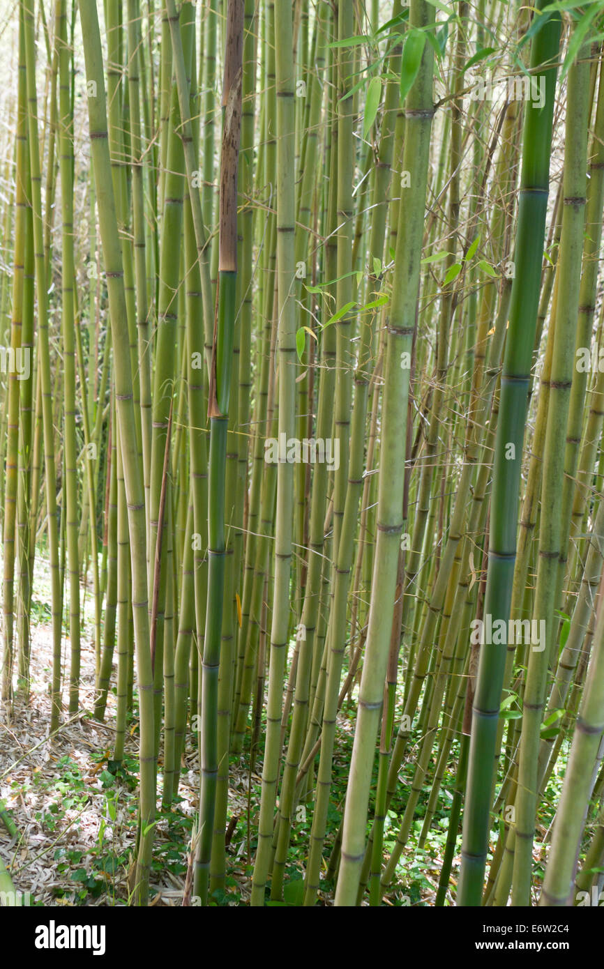 Una crescita vicina foresta di bambù verde culmi in estate Foto Stock