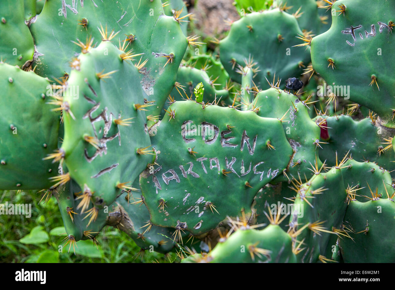 Cactus con nomi incisi nel loro in Ponta do Arporador, Rio de Janeiro, Brasile Foto Stock