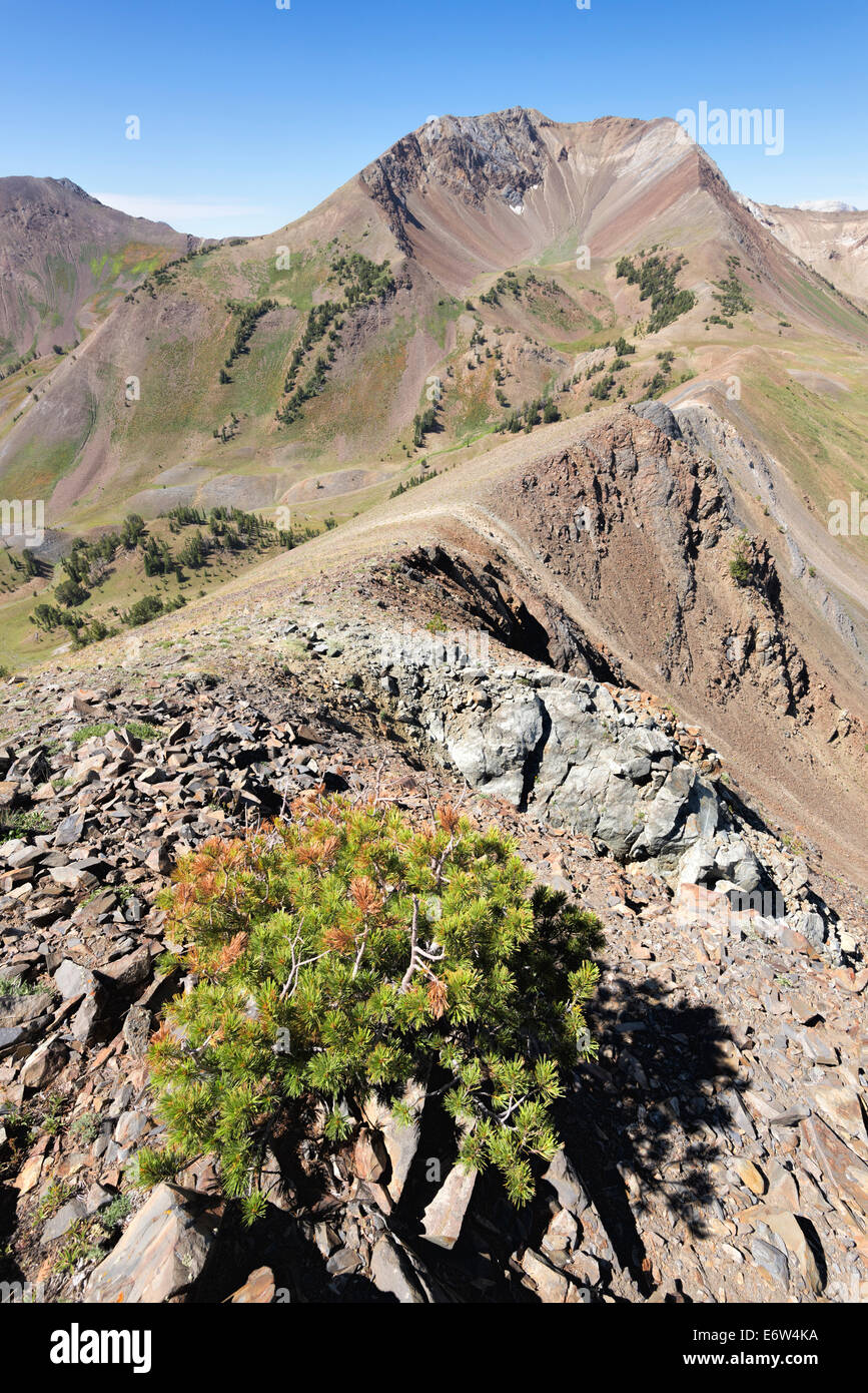 Recedono albero che cresce a timberline su una cresta elevata in Oregon Wallowa della montagna. Foto Stock