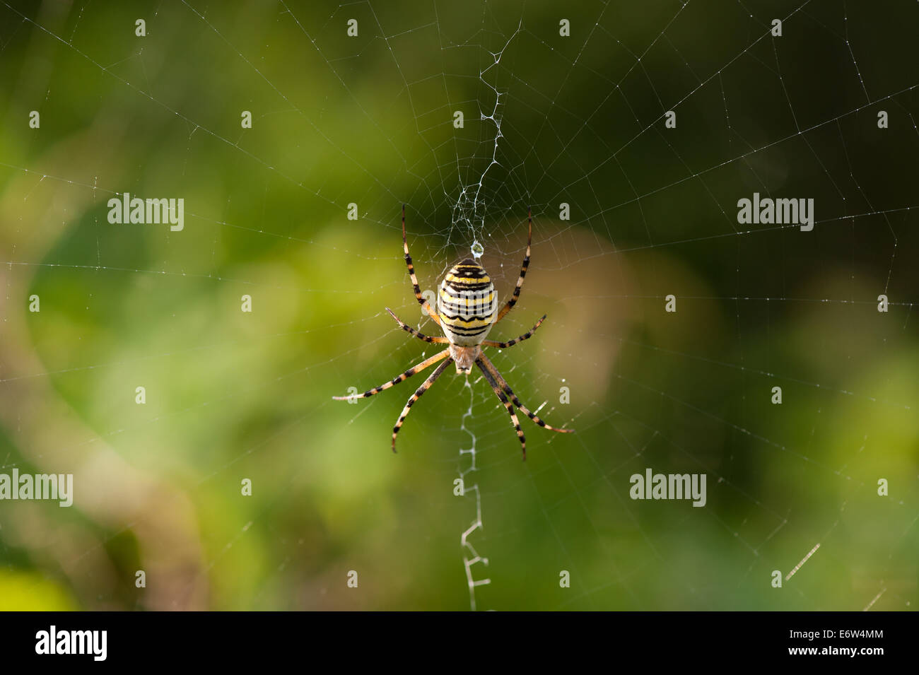 Giallo Nero ragno Argiope bruennichi Foto Stock