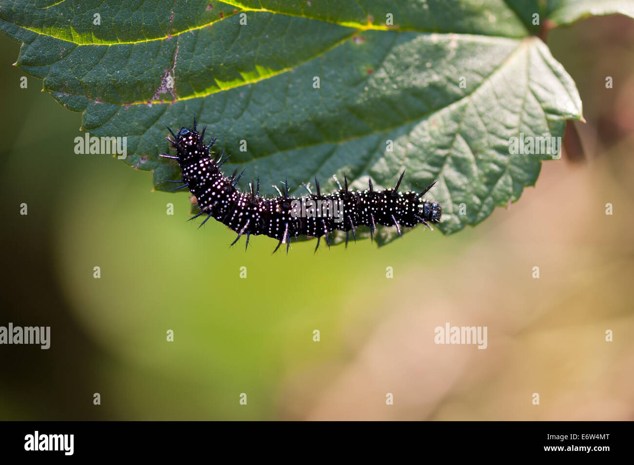 Inachis caterpillar nero Foto Stock