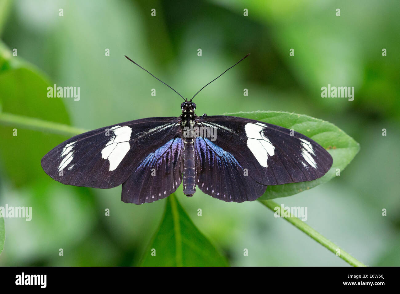 Un Doris Longwing butterfly (Heliconius doris) si crogiola aperto a alato Butterfly Farm a Stratford-upon-Avon Foto Stock