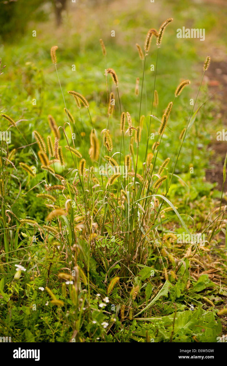 Erba decorativa Pennisetum alopecuroides Foto Stock