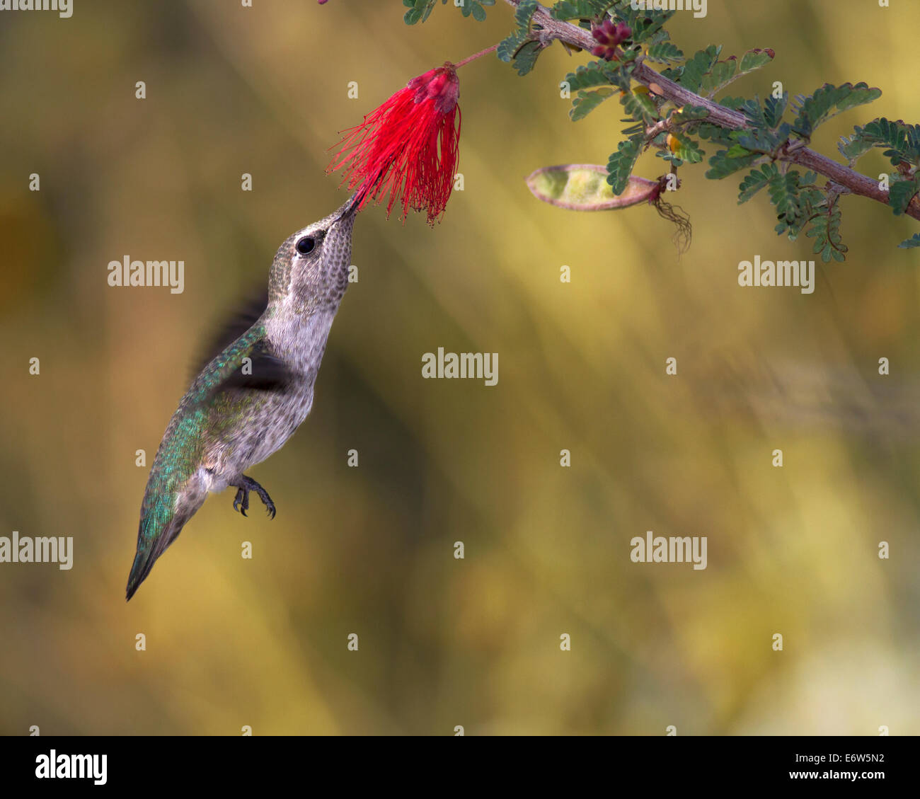Una femmina di Anna bevande Hummingbird nettare da un Baja Fairy Duster fiore durante il volo Foto Stock