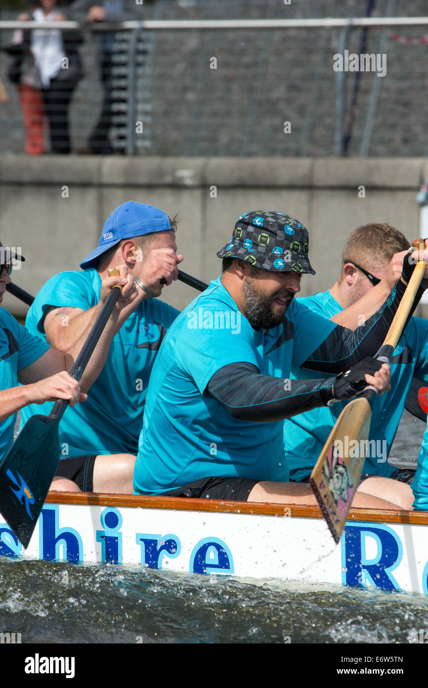 Londra, Regno Unito. 31 agosto 2014. Questo finale di stagione BDA Lega Nazionale regata di dragon boat racing si è tenuto presso il London Regatta Centre, Royal Albert Dock, Londra Foto Stock