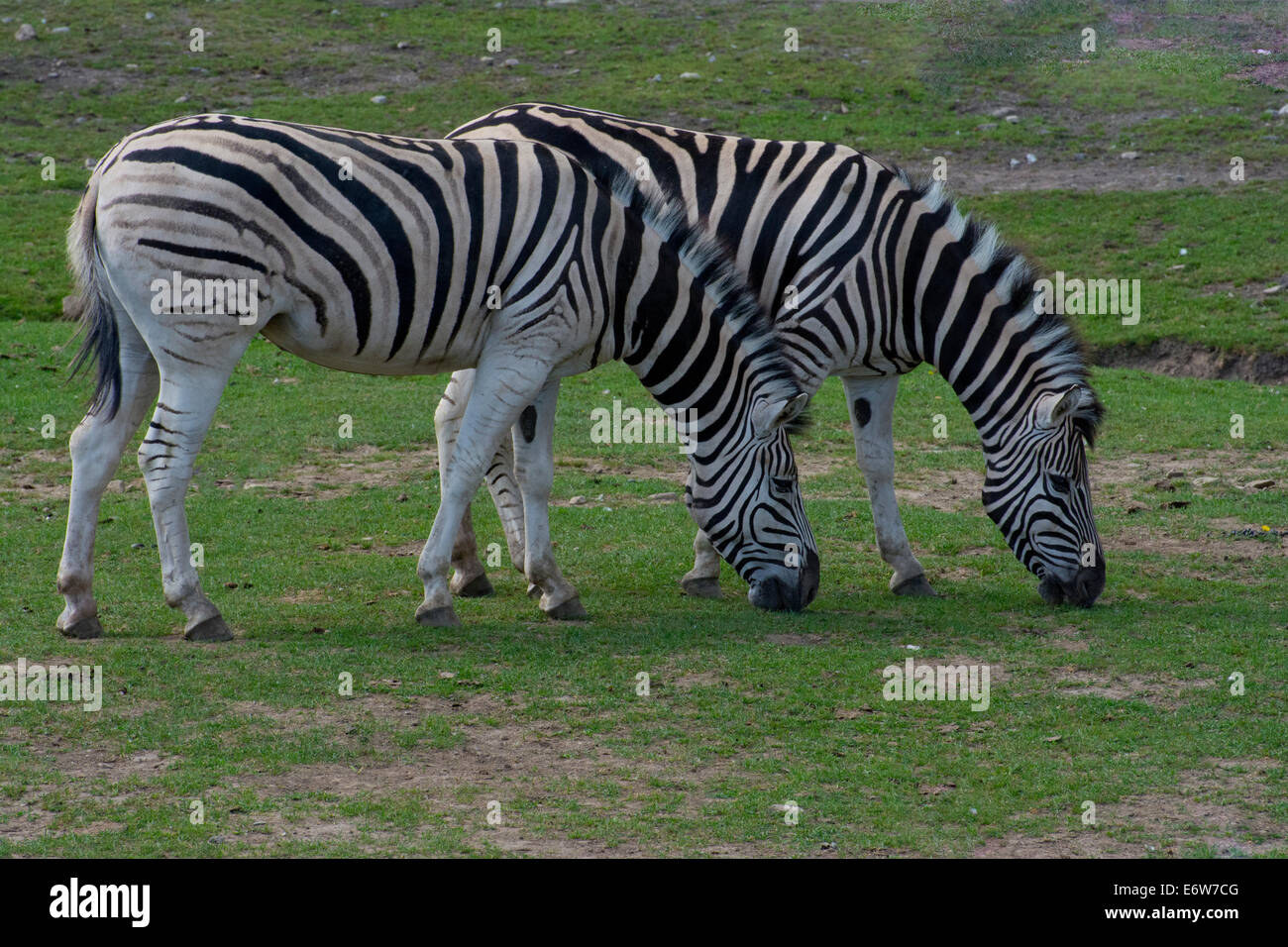 Una coppia di zebre al pascolo. Foto Stock