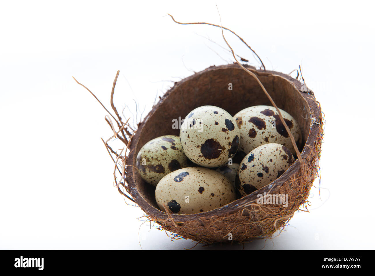 Uova di quaglia nel nido di noce di cocco. Foto Stock