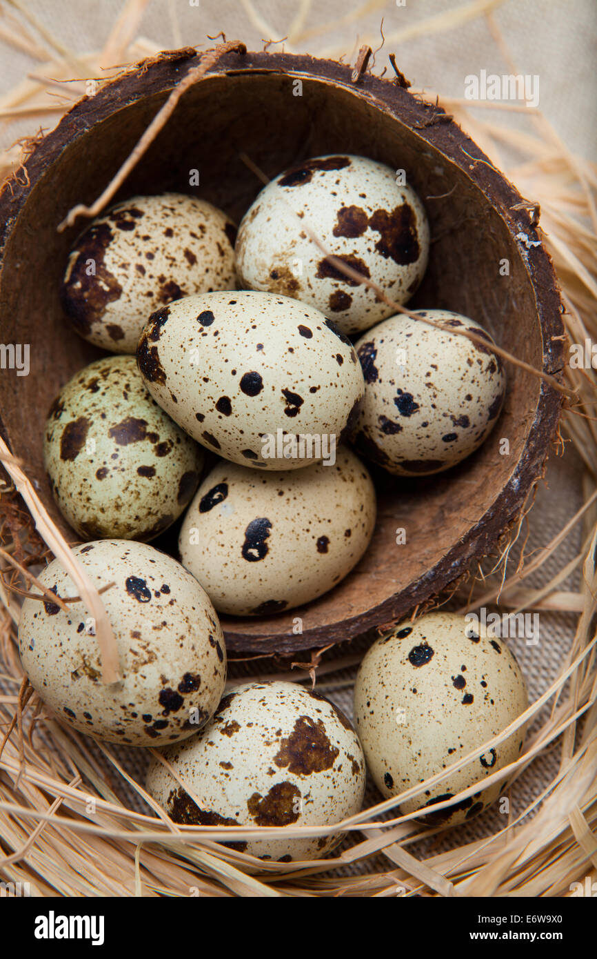 Uova di quaglia nel nido di noce di cocco. Foto Stock