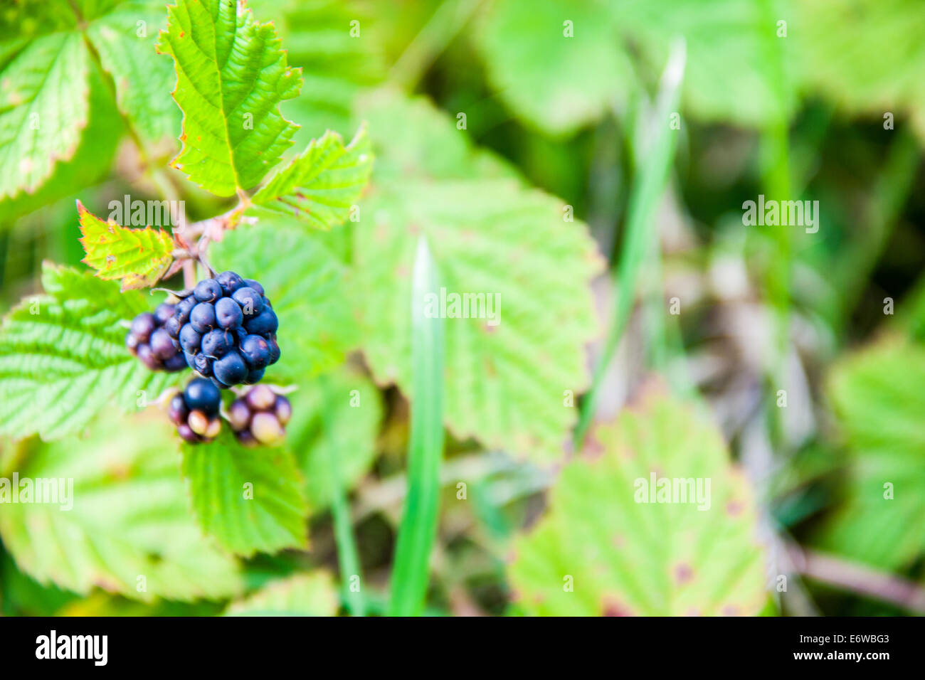 Dewberry Foto Stock