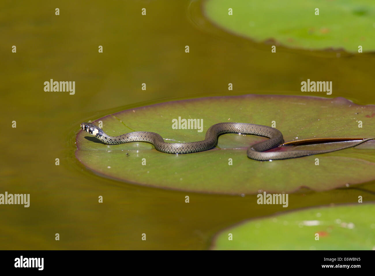 Ringelnatter Natrix natrix biscia inanellato snake Foto Stock