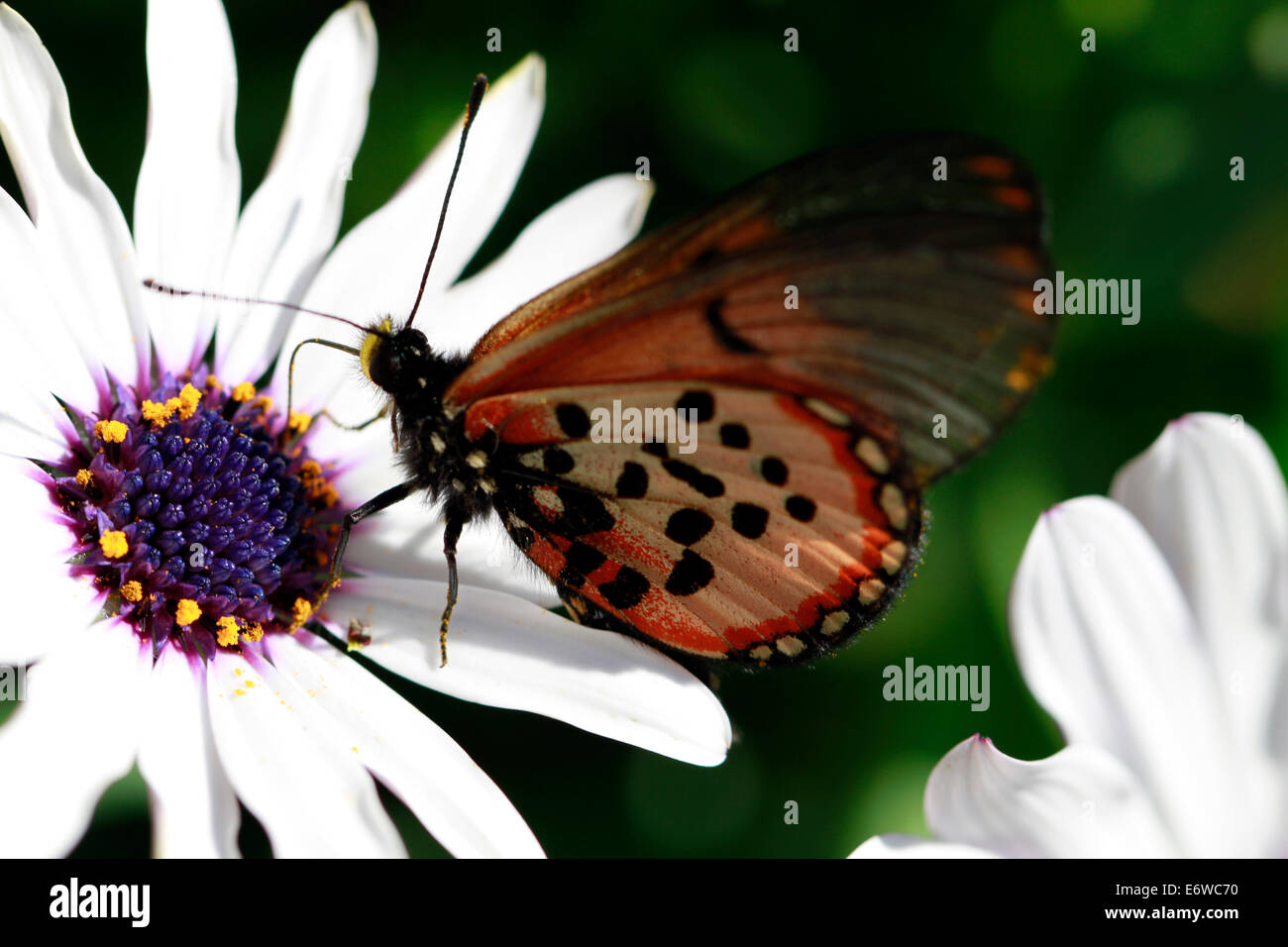 Un Acraea horta o giardino Acraea farfalla su un fiore. Questi sono probabilmente i più comuni farfalle nella Penisola del Capo. Foto Stock