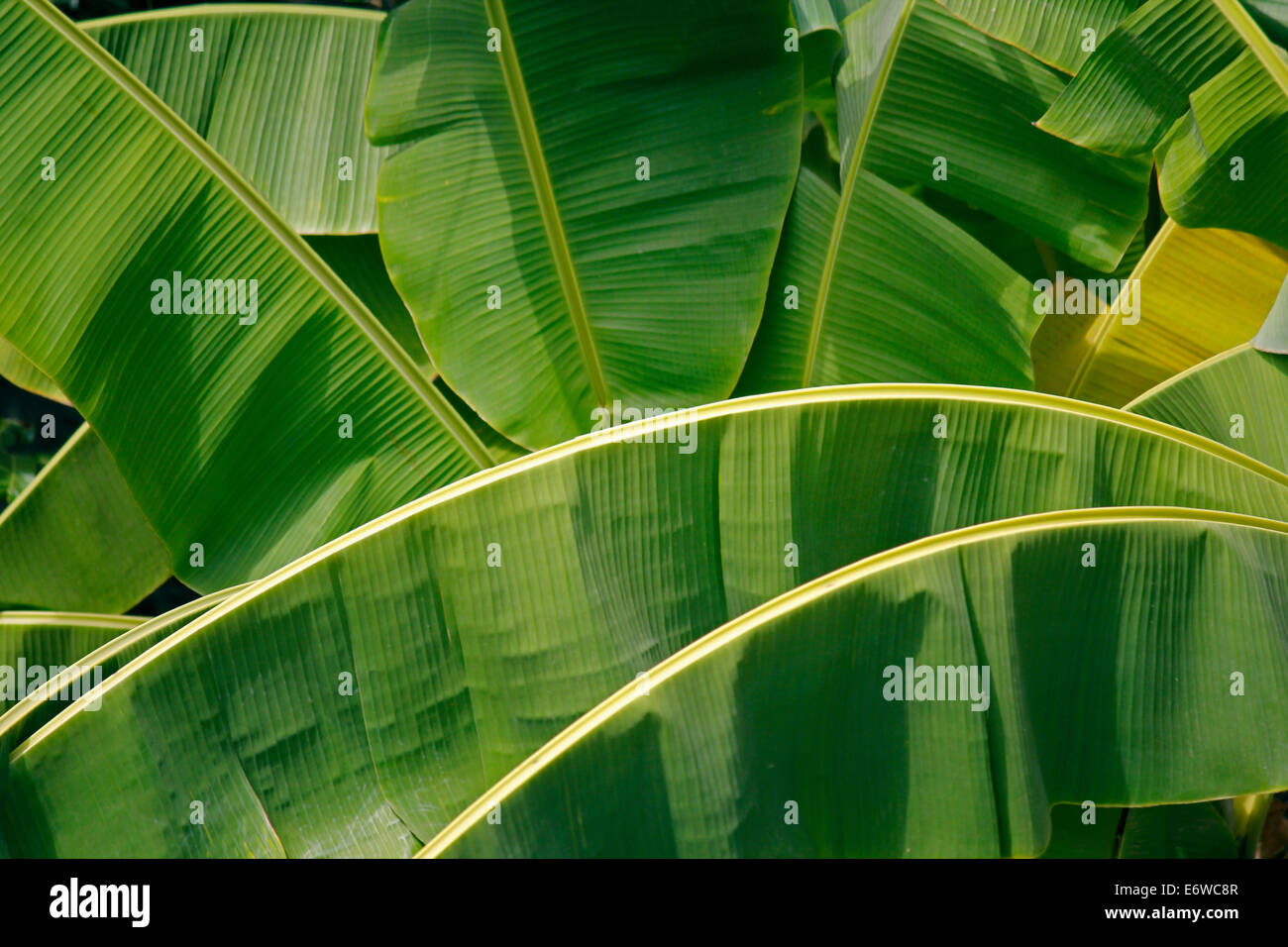 Banana foglie di palmo Foto Stock