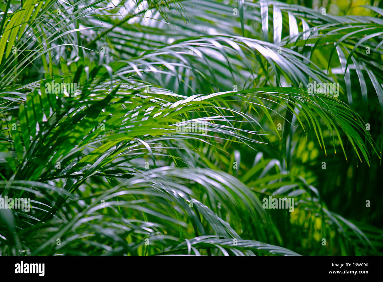 Chrysalidocarpus lutescens (Areca Palm). Foto Stock