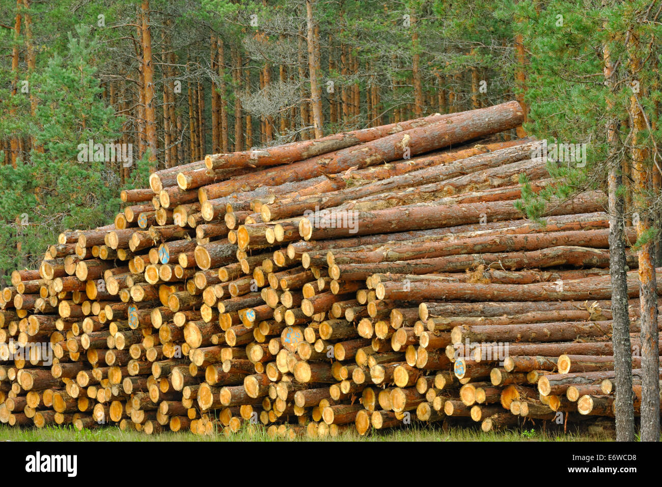 Legno di pino, pronto per il trasporto dalla foresta Foto Stock