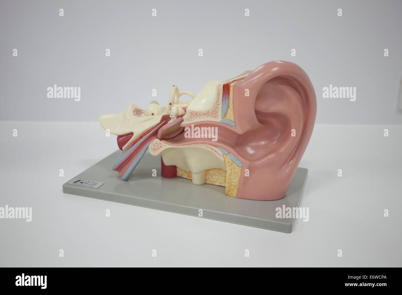 Modello di un orecchio umano Foto Stock