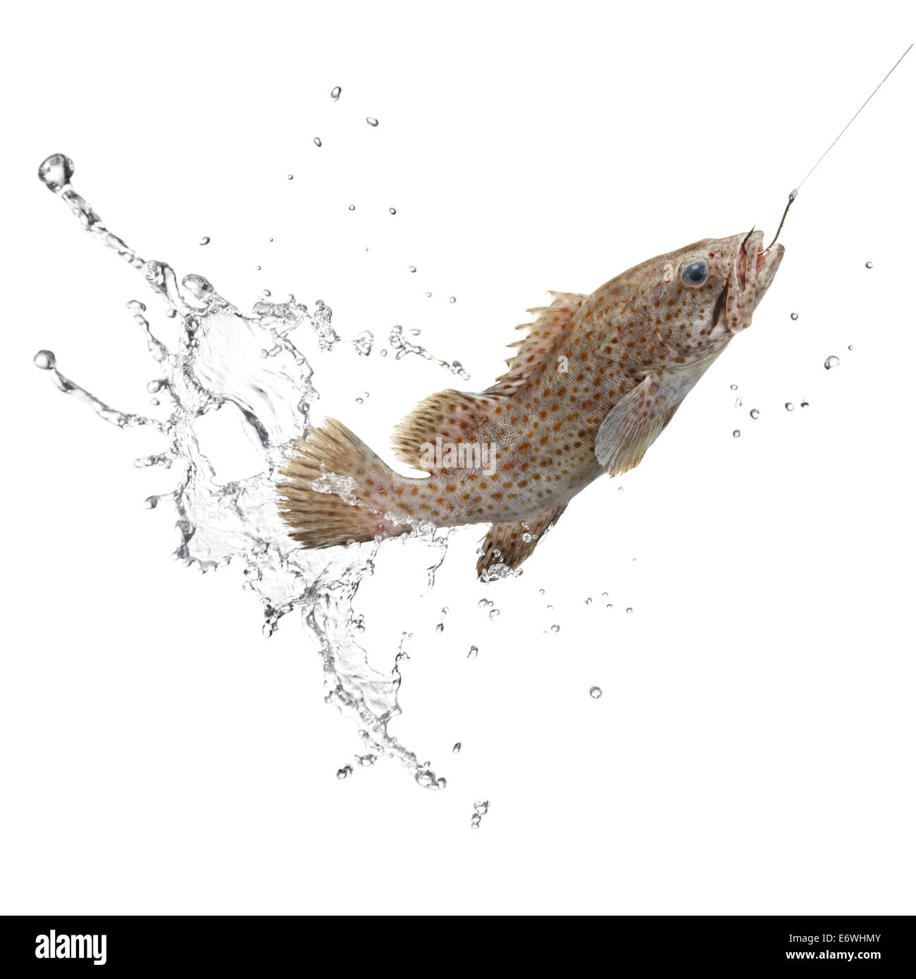 Cattura di pesce con acqua splash su sfondo bianco Foto Stock