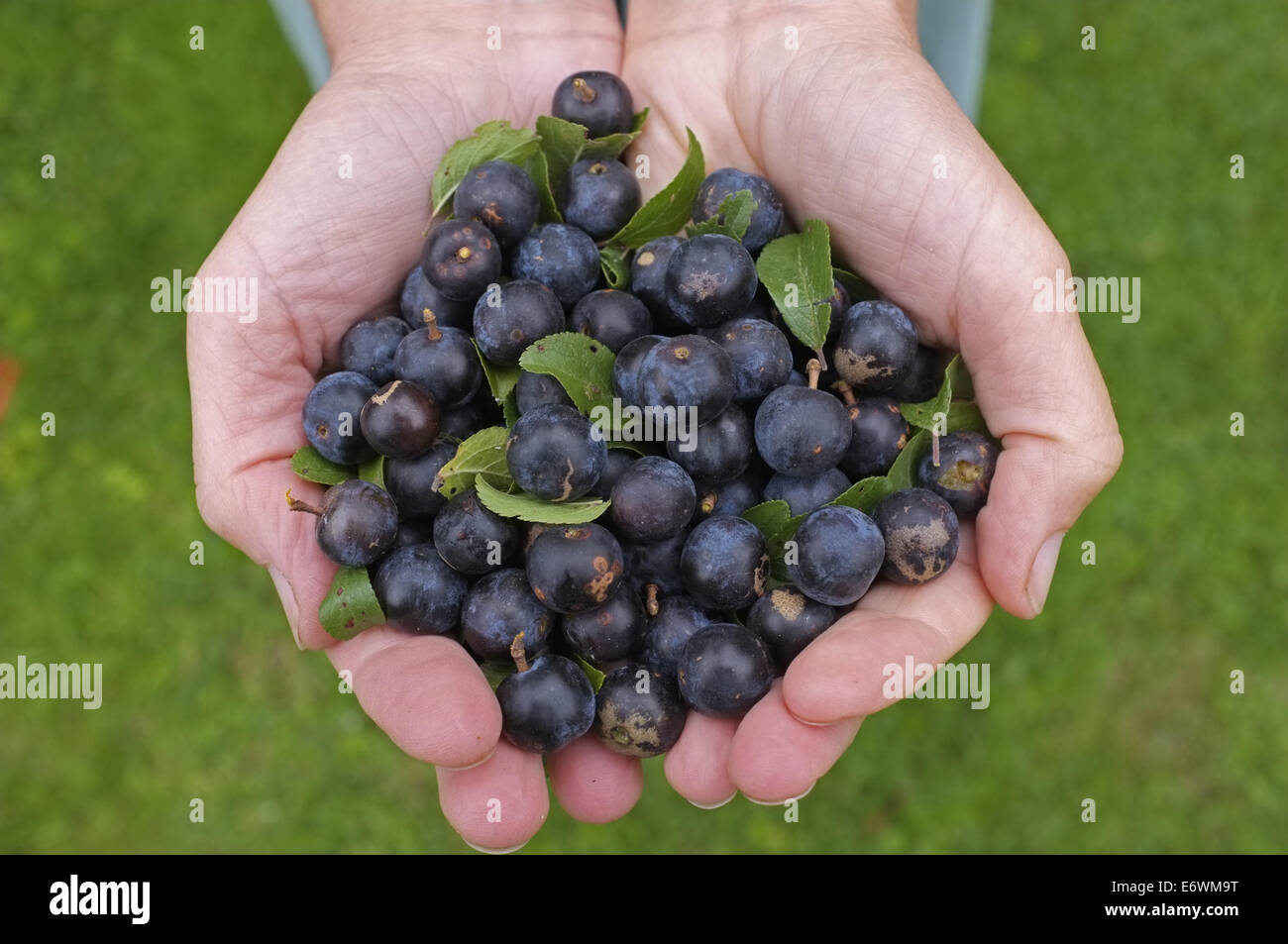 Appena raccolto Prugnole Foto Stock