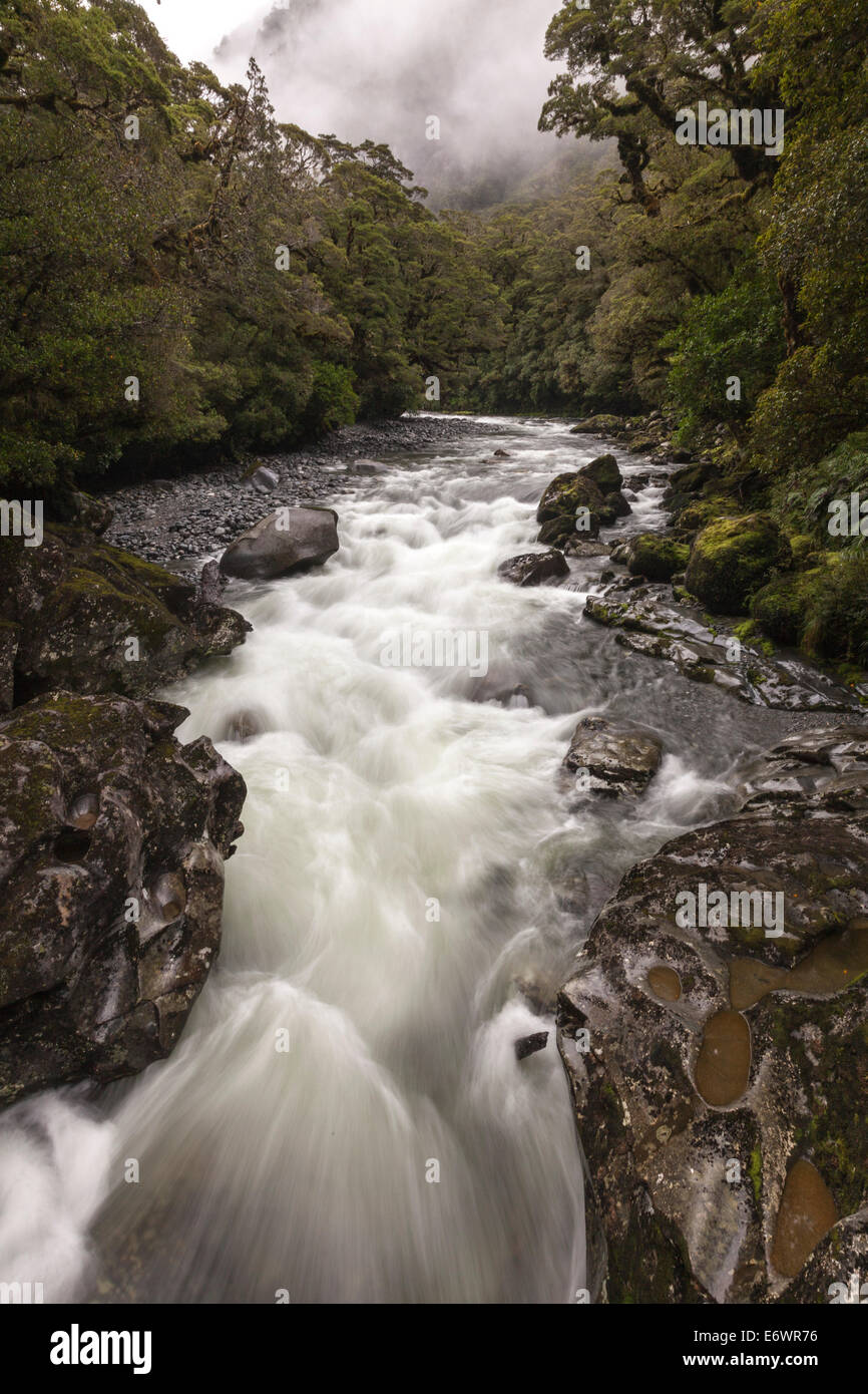 Torrente di montagna, stream dopo la pioggia, Milford Road, Parco Nazionale di Fiordland, Te Wahipounamu, Isola del Sud, Nuova Zelanda Foto Stock